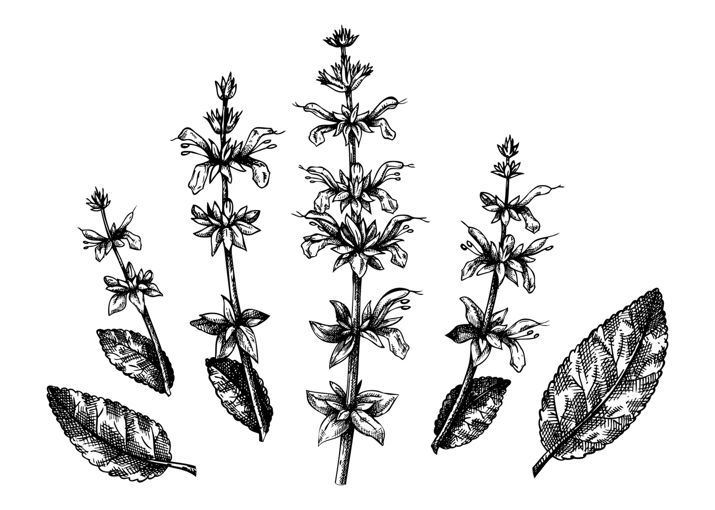 Hand sketched Salvia botanical illustration. Vector leaves and flowers set. Common Sage - hand-drawn medical herbs elements. Engraved style herbal plant. Culinary sage on white background.  Illustration